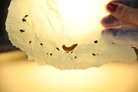A wax worm on a piece of plastic with holes