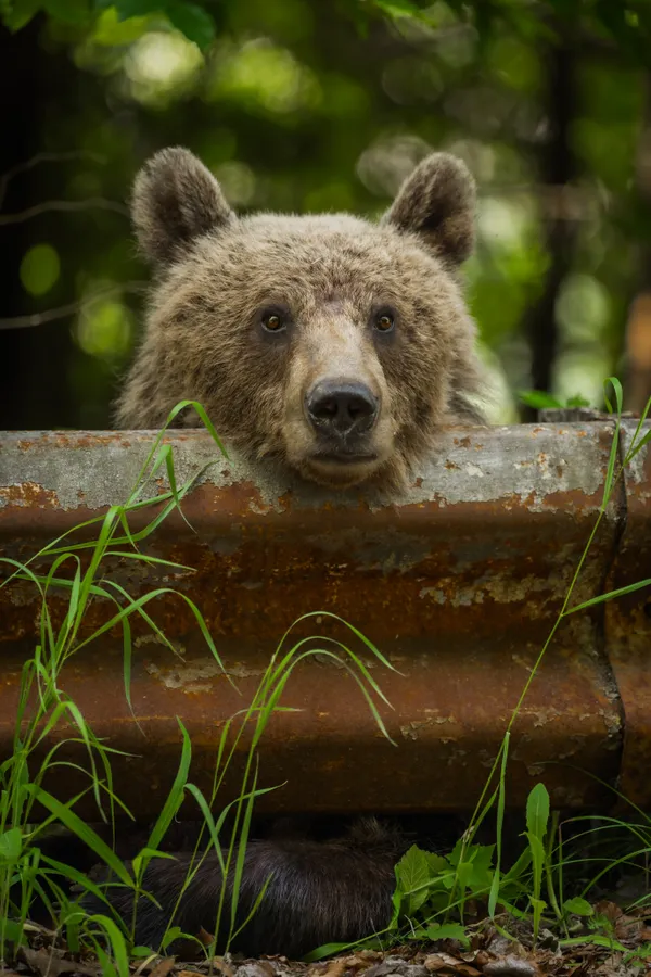 Guardian of the Transfagarasan thumbnail