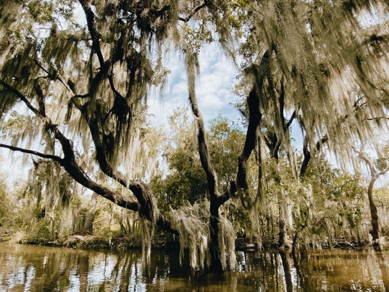 A tree covered with Louisiana moss Smithsonian Photo Contest
