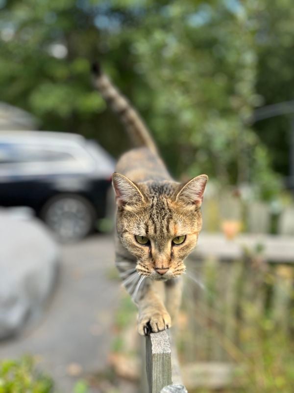 A cat balances on a fence thumbnail