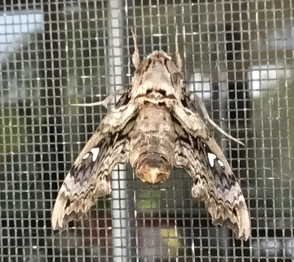 Moth on my Screen thumbnail