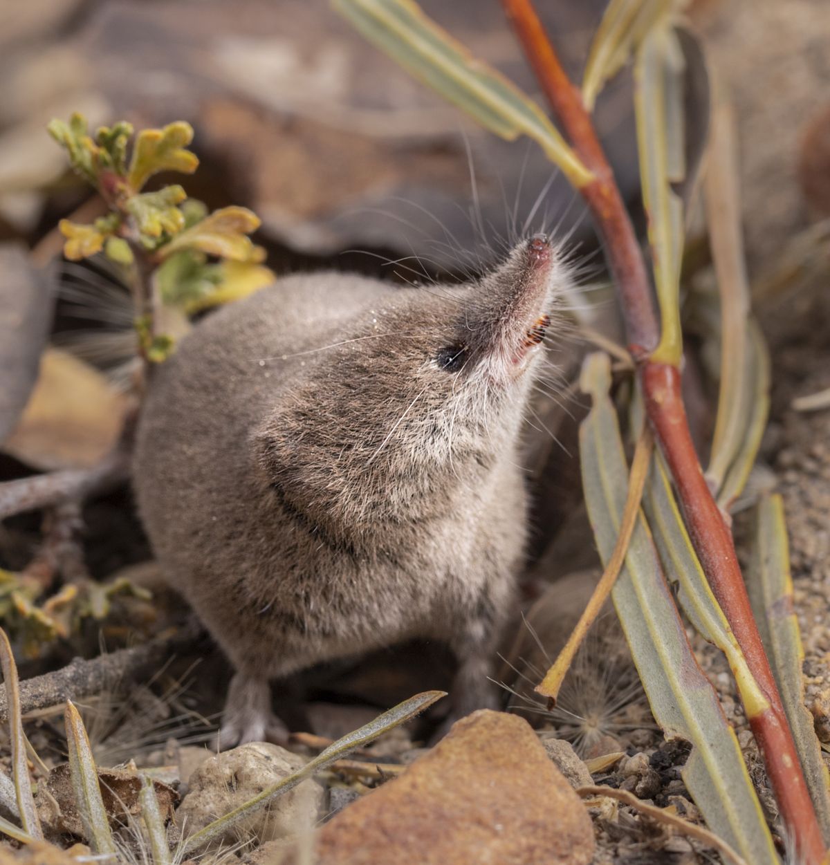 Young Scientists Capture Rare Shrew, Highlight Habitat Crisis