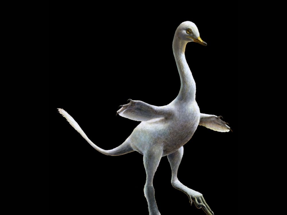 dino duck