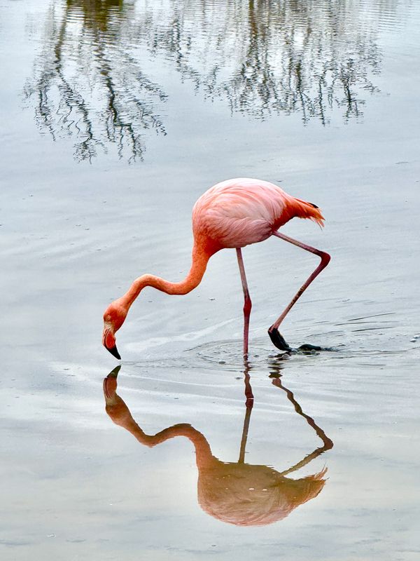 Pink Flamingo on Santa Cruz Island, Galapagos thumbnail