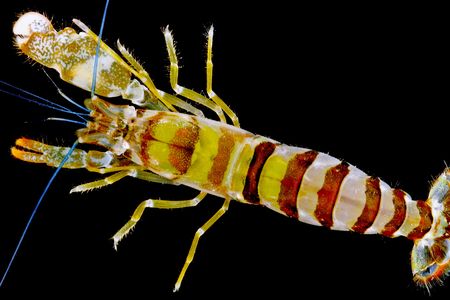 The sicyonia brevirostris, commonly known as a rock shrimp, is one of the several specimens photographed by Darryl Felder prior to preservation. 