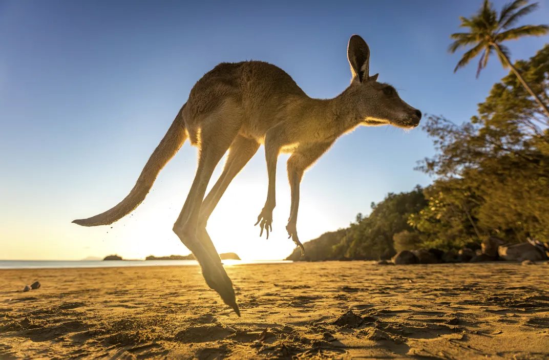 This roo was heading into bushland