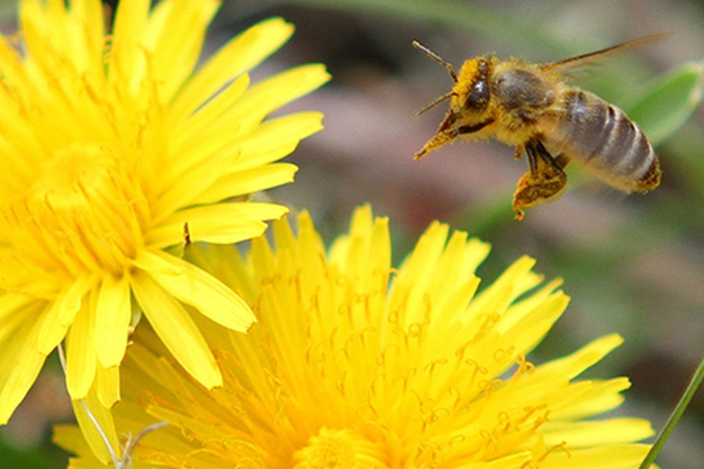 Diesel-Honeybee.jpg