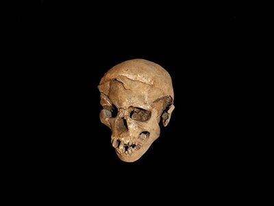 This ancient skull has a terrible tale to tell.