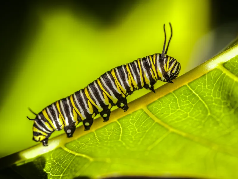monarch butterfly caterpillar Smithsonian Photo Contest Smithsonian