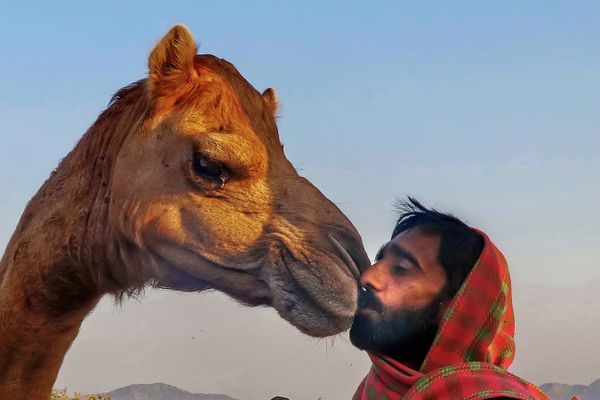 Camel's affection for the owner thumbnail