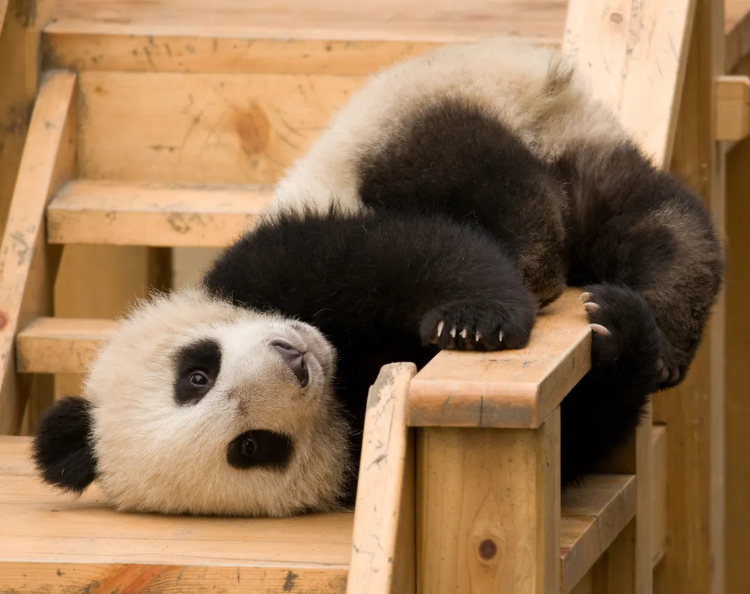 Baby panda cub