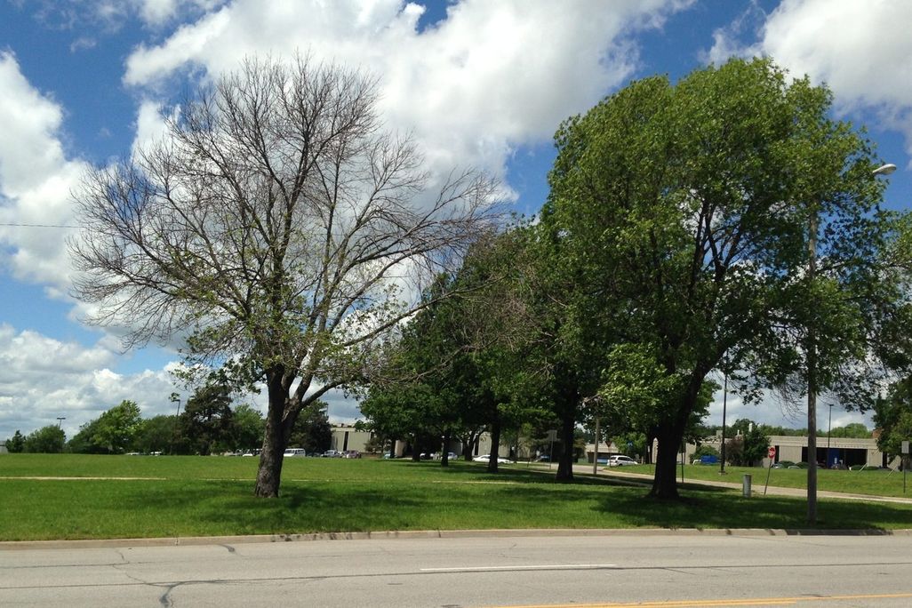 An image of a ash tree with emerald ash borer damage next to a healthy tree