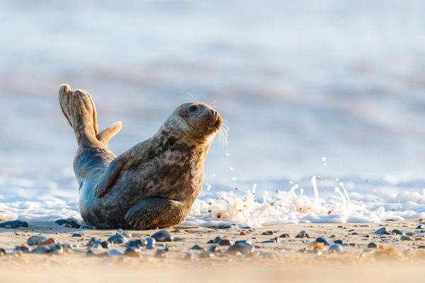 A grey seal in a perfect pose thumbnail