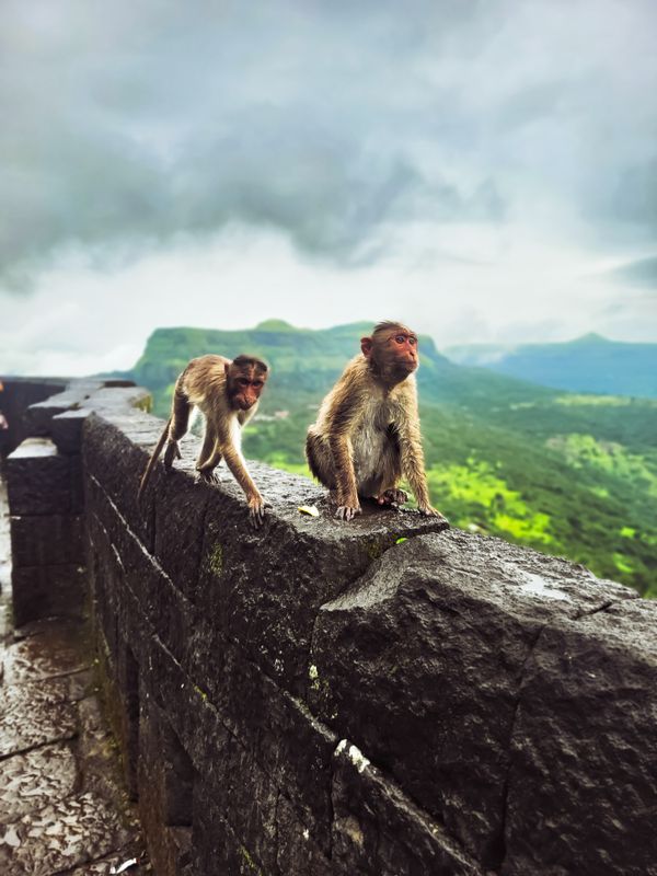 Monkey brothers in Lohagad Fort thumbnail