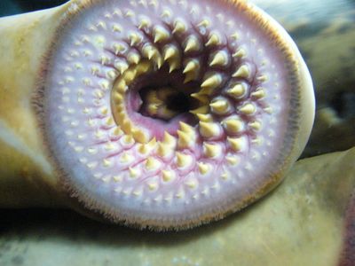 The lamprey's jawless yet toothy mouth is ideal for hooking onto victims' flesh