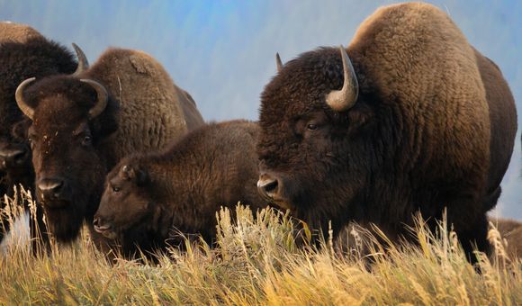 IC-0.1-01_Bison North Entry graphic (bison 1-2 & 4).jpeg