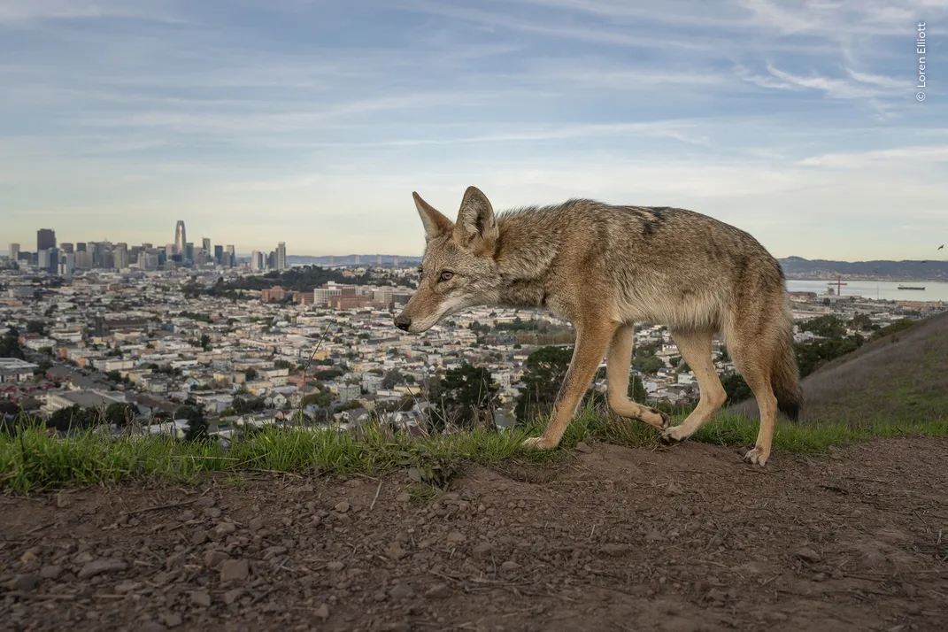 a coyote walks on an elevated grassy area with San Francisco's skyline in the background