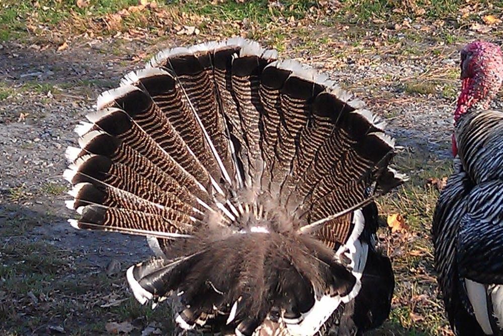 Why Don't We Eat Turkey Tails? | Arts & Culture| Smithsonian Magazine