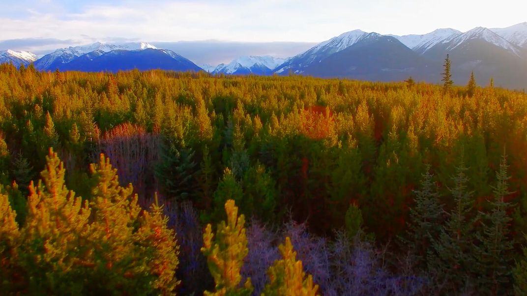 Colorful forest in fall near a mountain range