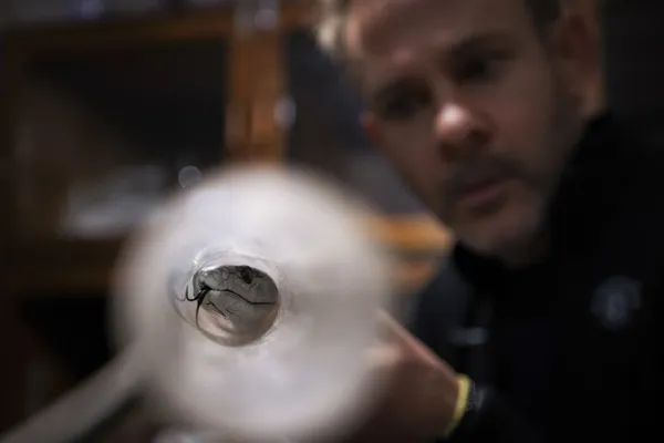 “The Hobbit” and a Mamba thumbnail