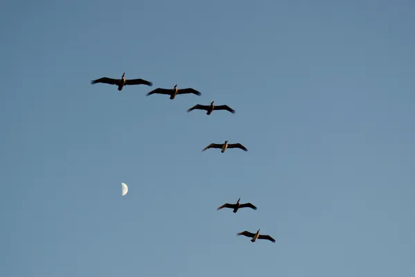 Pelicans framing the moon thumbnail