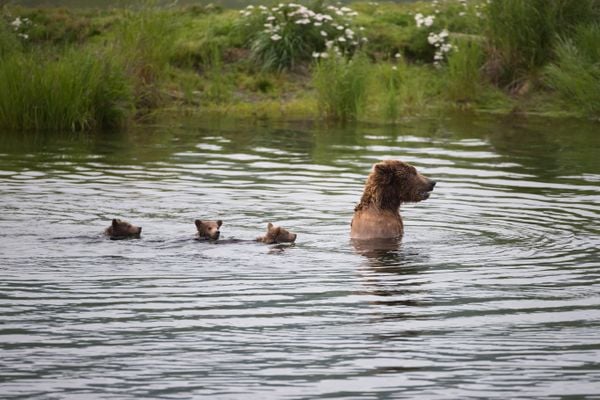 Swimming bear family thumbnail