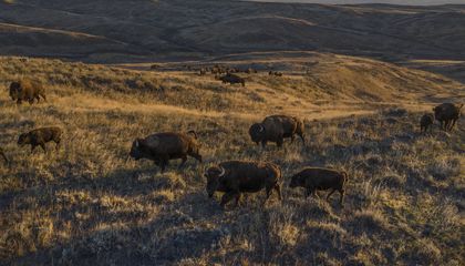 The Bison Is America’s National Mammal. Here’s How Indigenous Tribes and Conservationists Aided Its Return to the Prairie Lands After Near Extinction