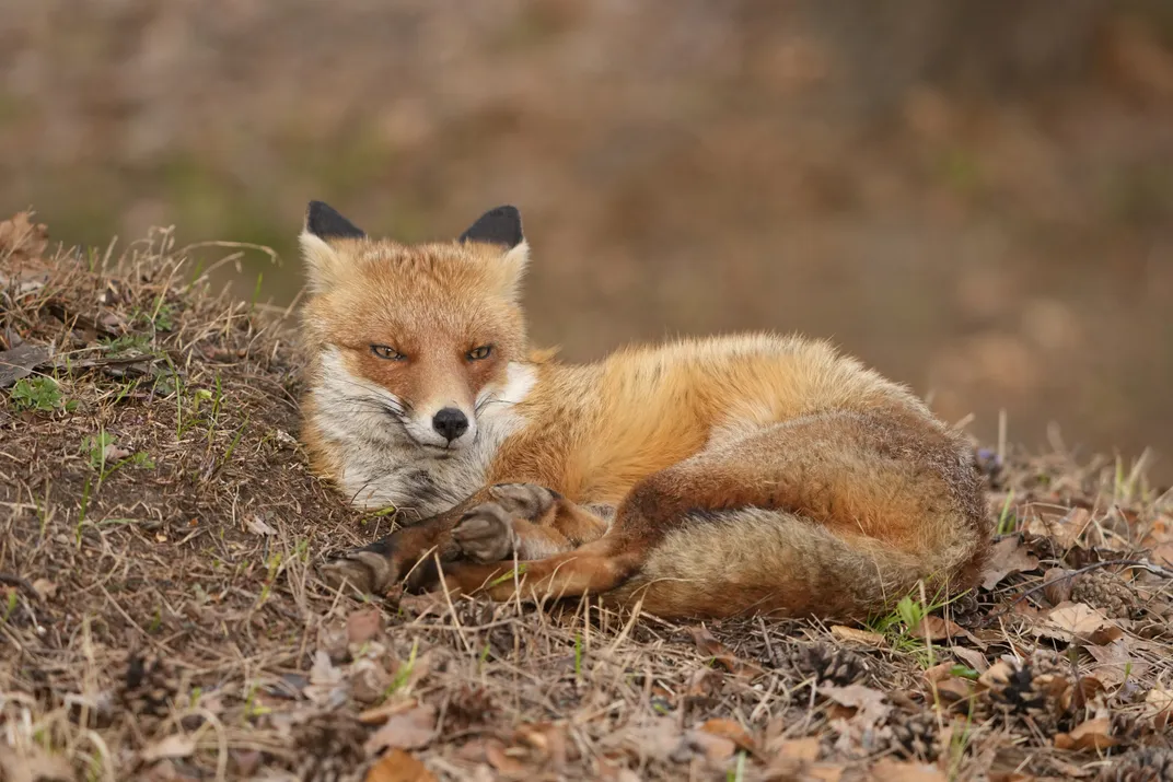 Red fox
