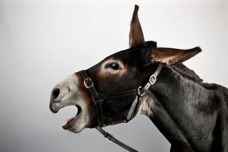 Saddle up! Donkeys can do much more than carry sacks of food: They can hoist around sporty, polo-playing humans, too.