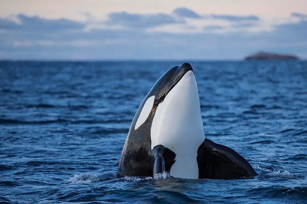 orca.jpg