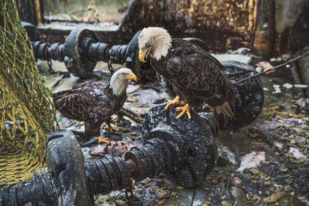 Bald eagles are intensely social in spite of also being fierce predators. Some 500 live near the remote fishing port of Dutch Harbor, Alaska.