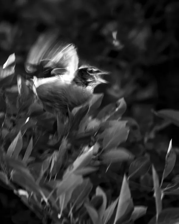 Ghost Bird thumbnail