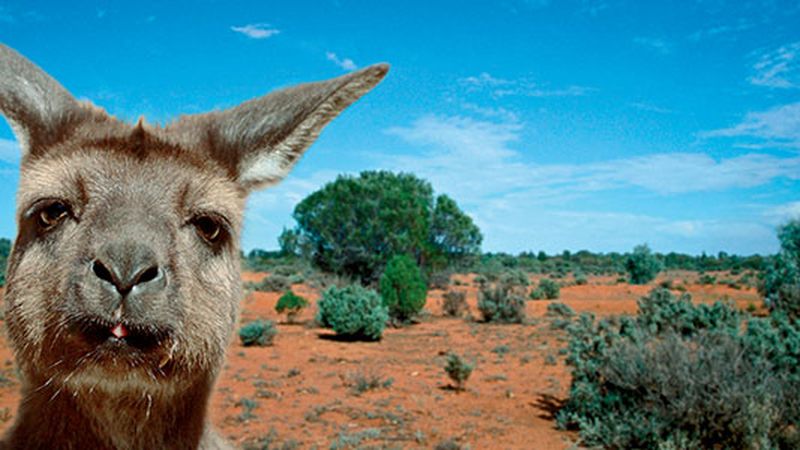 Evolution World Tour: Kangaroo Island, Australia, Arts & Culture