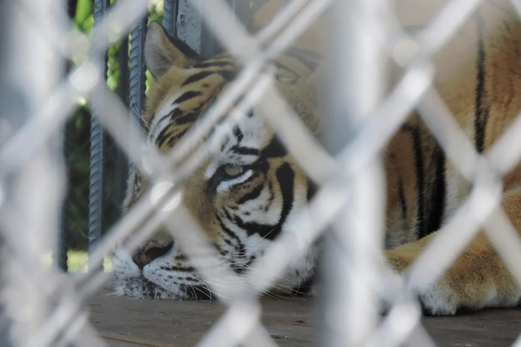 FEB15_D02_Tigers.jpg