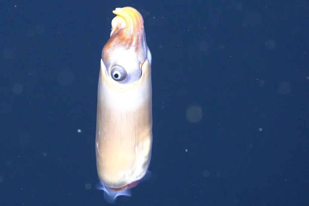ram's head squid
