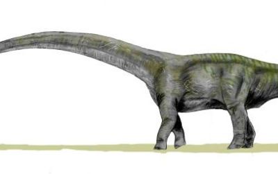 A restoration of Futalognkosaurus