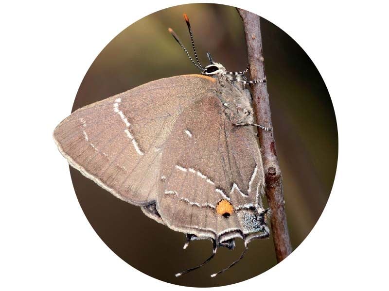 a butterfly sits on a branch