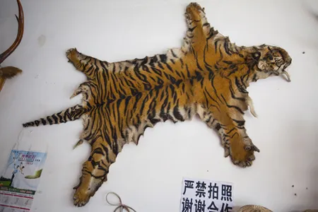 A tiger skin openly for sale at Mong La. 