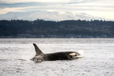An orca named L82 Kasatka swims in front of Mt. Rainier, with a strand of eelgrass trailing from her dorsal fin. She belongs to the Southern Resident orca population, a critically endangered group in the northeast Pacific Ocean.