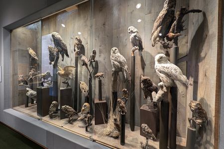 A popular display in the Whatcom Museum&rsquo;s Hall of Birds features several owls.