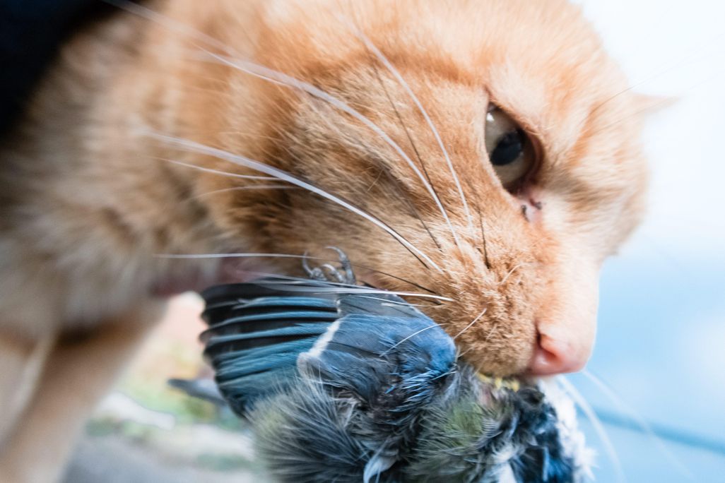 murderbeast
