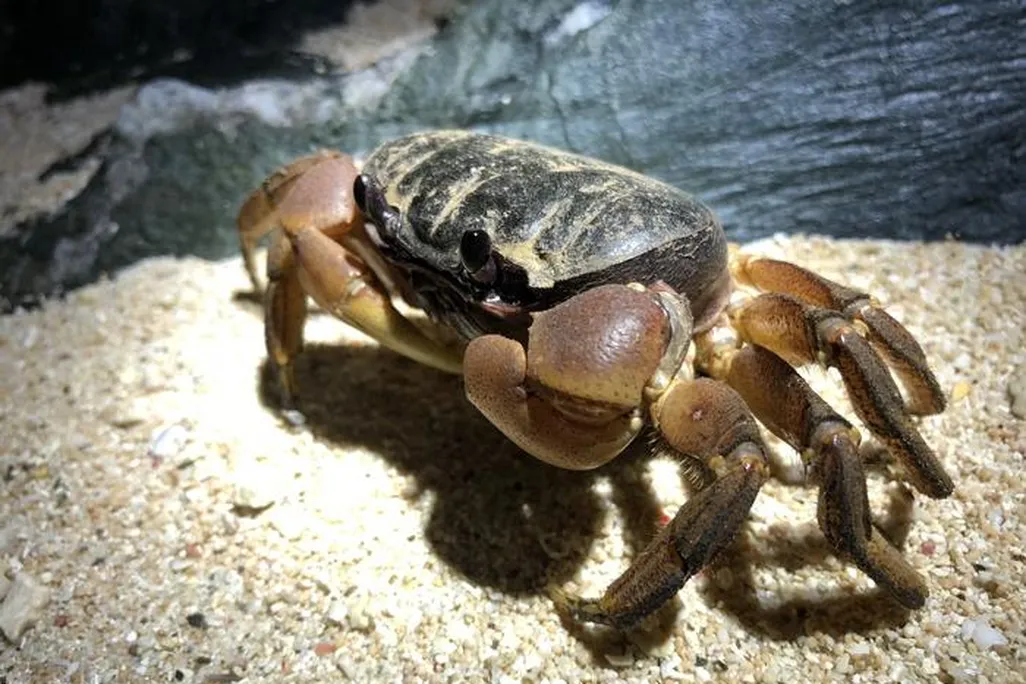 a crab on rocks