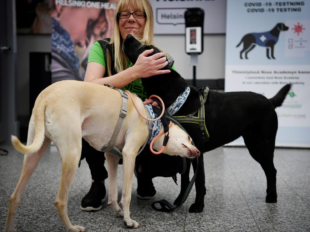 The coronavirus sniffer dogs named Kössi (L) and Miina cuddle with trainer Susanna Paavilainen at the Helsinki airport in Vantaa, Finland 