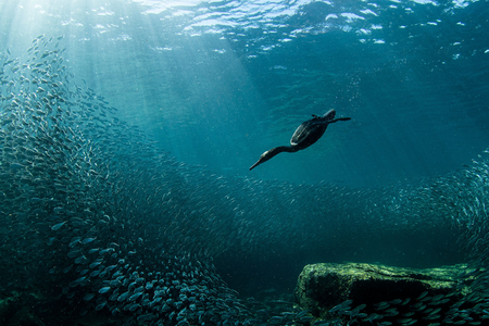 A double-crested cormorant dives into blue-green water.