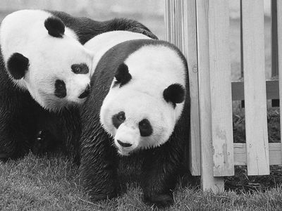 Giant pandas Hsing-Hsing (left) and Ling-Ling frolic at the National Zoological Park near Washington, DC. Photo circa 1974. 