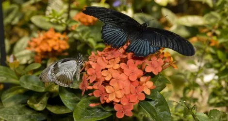 Visit the Butterfly Pavilion at the Natural History Museum