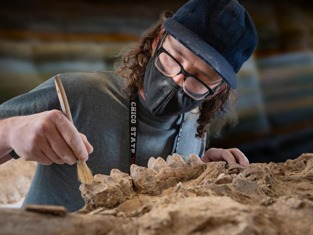A photograph of a person holding a brush to a fossilized jaw of a mastodon. The person is wearing a mask, black glasses and a navy baseball hat. 