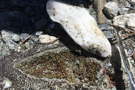 A unique moss species thrives underneath translucent quartz rocks in the hot, dry Mojave Desert while its neighbors shrivel.
