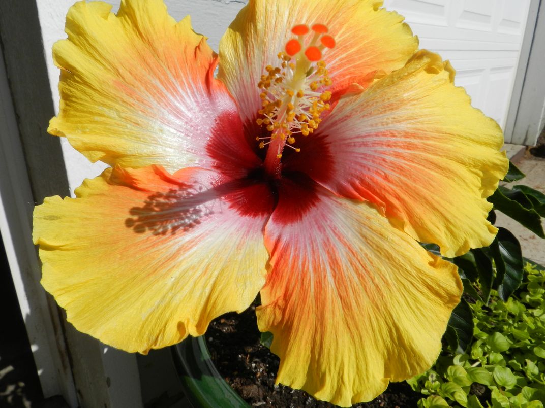 Hibiscus in full bloom | Smithsonian Photo Contest | Smithsonian Magazine