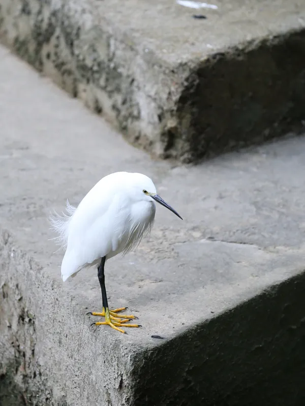 A pensive egret thumbnail